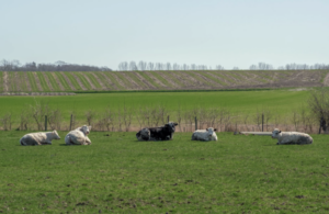 Cattle laying in pasture